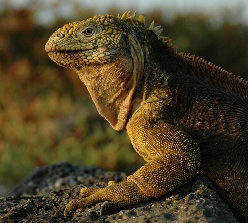 iguana-galapagos
