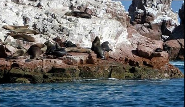 turismo-ica-paracas