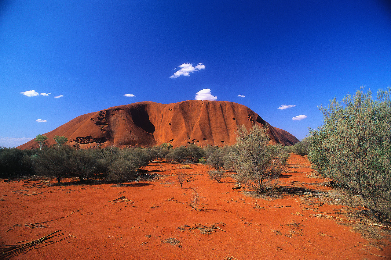 Vegetation in Front of Ayers Rock